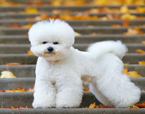 Bichon Frise Dog Breed Profile Bichon Frise Dog Breed