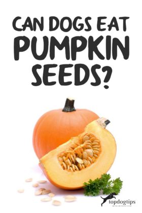 Can Dogs Eat Pumpkin Seeds? Pumpkin Seeds for Dogs 101