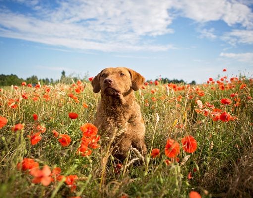 Chesapeake Bay Retriever Dog Breed Profile Chesapeake Bay Retriever Dog Breed Profile