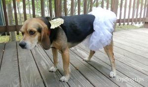 Halloween Safety Tips for Dogs - Dress Rehearsal