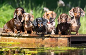 Dachshund Dog Breed Profile Dachshund Dog Breed