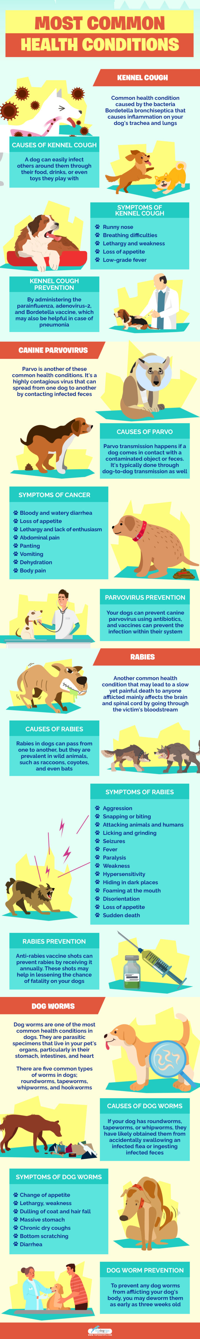 Most Common Health Conditions in Dogs To Look Out For