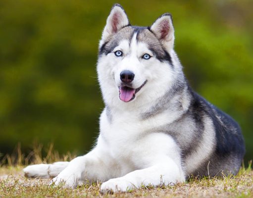 Siberian Husky Dog Breed Profile Siberian Husky