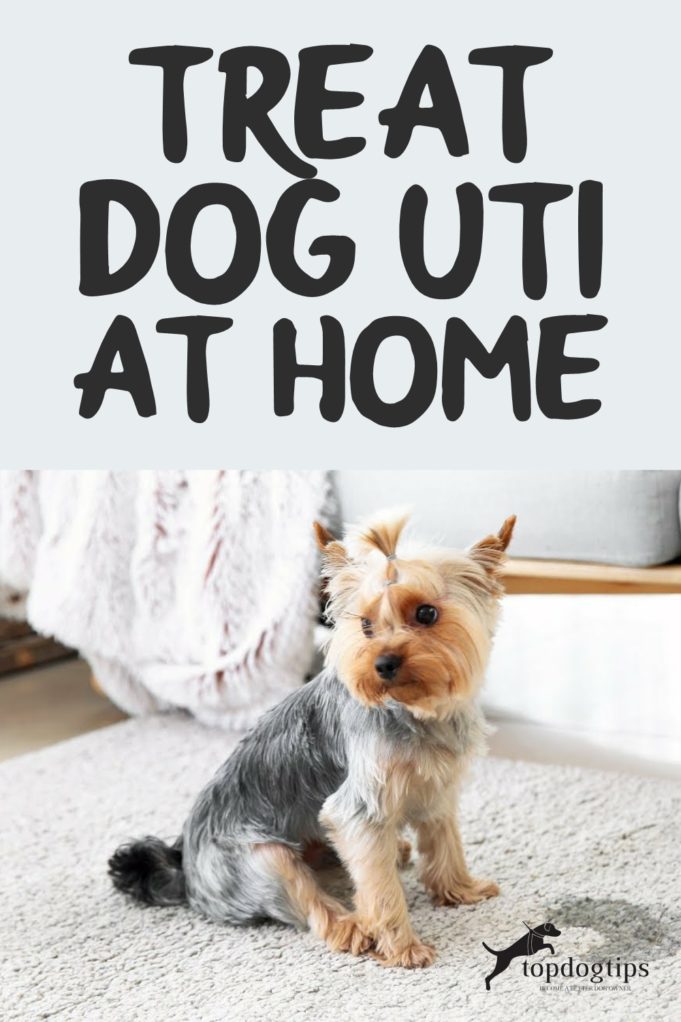 How To Treat Dog UTI At Home 4 Quick Natural Home Remedies