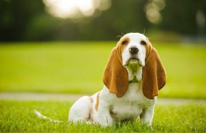 All About The Basset Hound: Dog Breed Profile All About The Basset Hound: Dog Breed Information