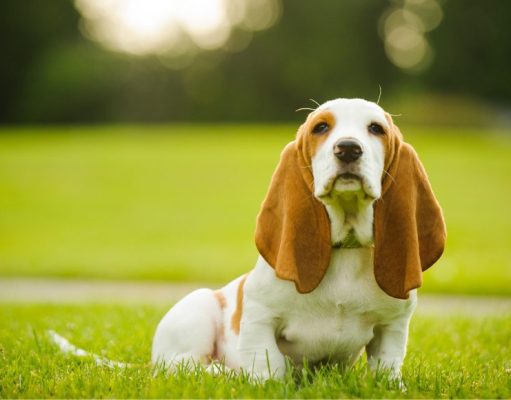 All About The Basset Hound: Dog Breed Profile All About The Basset Hound: Dog Breed Information