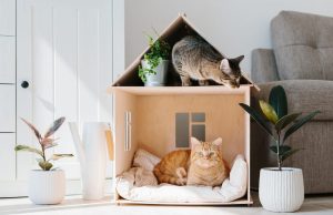 Cat Allergies? Building Immunity: You Can Still Own One! Cat Allergies? Building Immunity: You Can Still Own One!