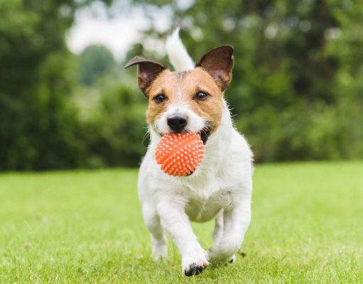 Seizures in Dogs: Top 5 Natural Remedies That Actually Work Seizures in Dogs: Top 5 Natural Remedies That Actually Work