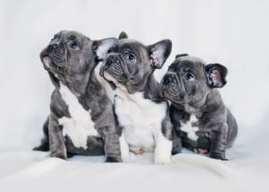 Small Dog Breed that don't shed or bark #1: French Bulldog