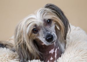 Small Dog Breeds That Don't Shed or Bark #2: Chinese Crested