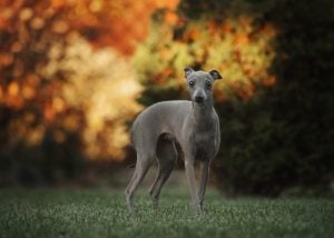 Medium to Small Dog Breed That Don't Shed or Bark #3: Italian Greyhound