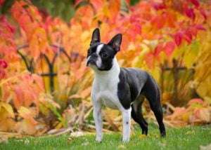 Small Dog Breeds That Don't Shed or Bark #4: Boston Terrier