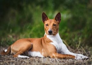 Small Dog Breed That Don't Shed or Bark #5: Basenji