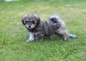 Small Dog Breeds That Don't Shed or Bark #9: Glen of Imaal Terrier