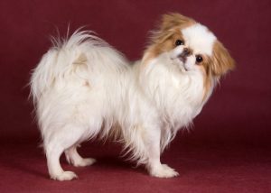 Small Dog Breeds That Don't Shed or Bark #11: Japanese Chin