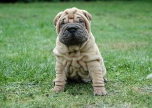 Medium Dog Breeds That Don't Shed or Bark #12: Shar-Pei
