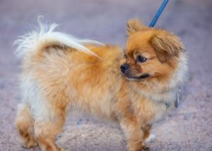 Small Dog Breeds That Don't Shed or Bark #15: Affenpinscher