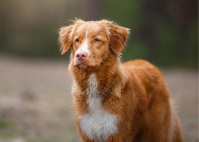 Dog with 2025 silky red coat