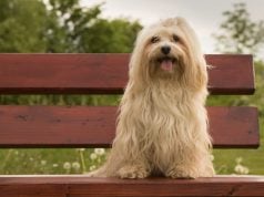 Top 15 Medium & Small Dog Breeds That Don’t Shed Or Bark Small Dog Breeds That Don’t Shed Or Bark