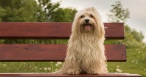 Top 15 Medium & Small Dog Breeds That Don’t Shed Or Bark Small Dog Breeds That Don’t Shed Or Bark