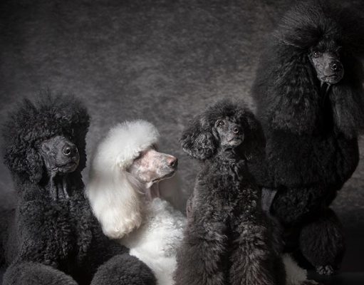 Poodle Dog Breed Profile poodle