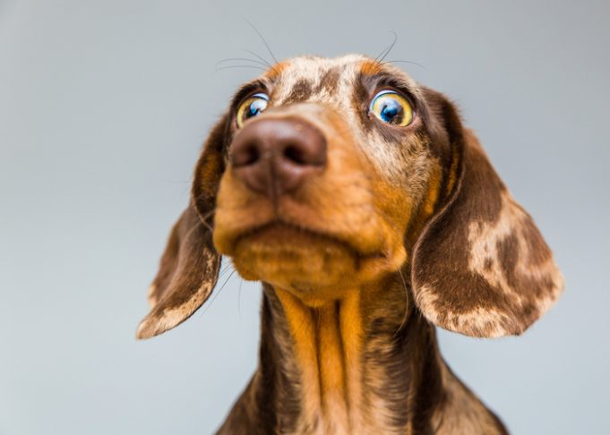 11 Funny Dog Breeds That'll Make You Laugh – Top Dog Tips