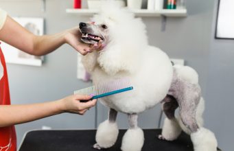 11 Popular Poodle Haircuts to Try! Popular Poodle Haircuts & Styles Featured Image
