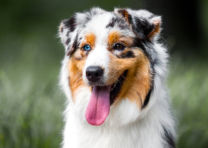 Tan point blue merle best sale australian shepherd