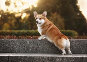 Pembroke Welsh Corgi Dog Breed Profile