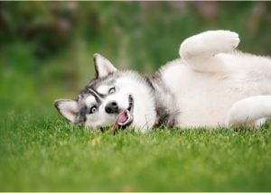 Siberian Husky, the poster boy of the worst dog breeds for hot weather