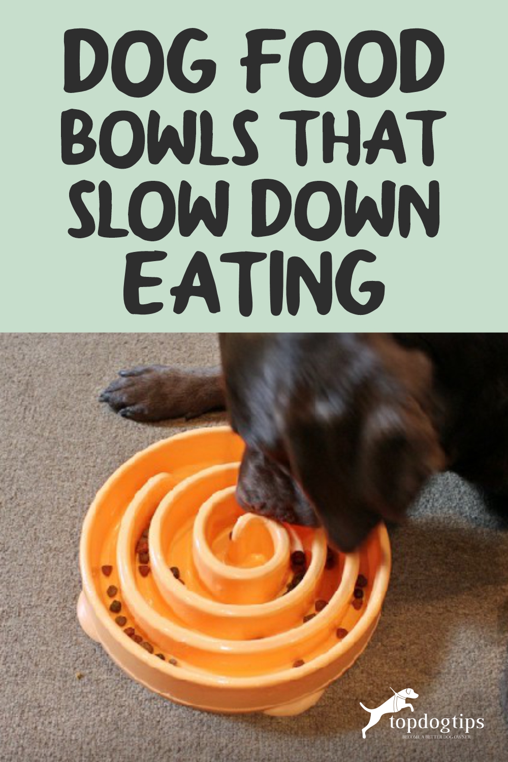 Are Slow Feeder Bowls Good for Dogs? Purpose & How to Use Them