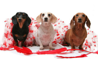 14 Fun Valentine’s Gifts for Dogs Fun Valentines Gifts for Dogs