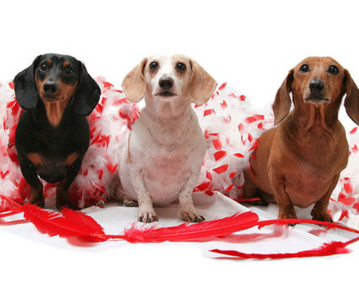 14 Fun Valentine’s Gifts for Dogs Fun Valentines Gifts for Dogs