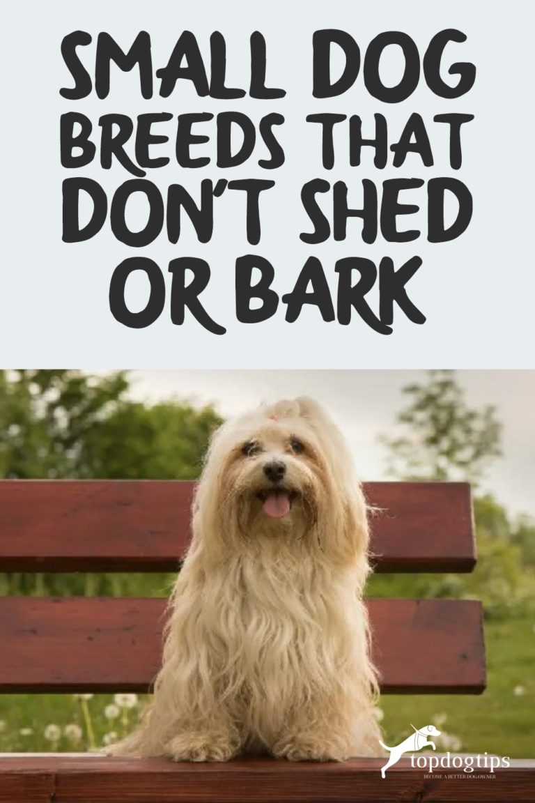Top 15 Medium &amp; Small Dog Breeds That Don’t Shed Or Bark