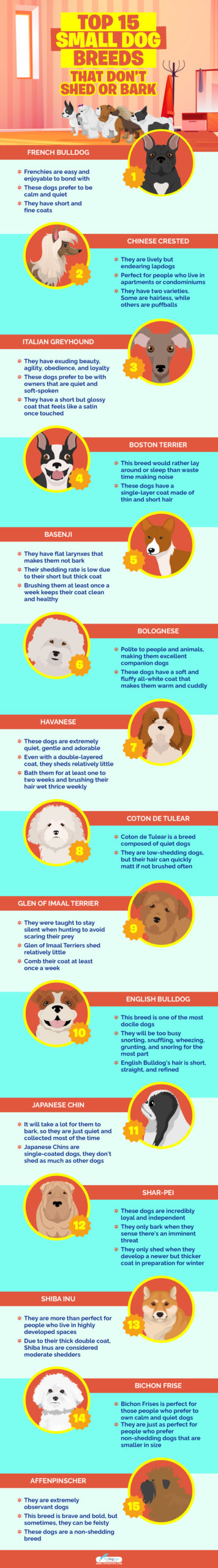 Top 15 Small Dog Breeds That Don’t Shed Or Bark