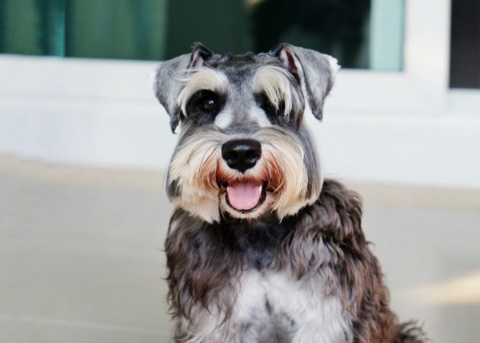 are schnauzers born with a long tail