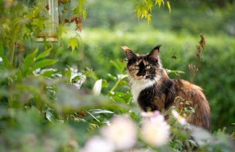 Stray Cats and Feral Cats: There’s a Difference! Stray Cats and Feral Cats: Spot The Difference!