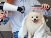 How To Dry Your Dog: Effective Tips And Tricks How To Dry Your Dog: Effective Tips And Tricks