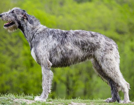 Irish Wolfhound Dog Breed Profile Irish Wolfhound