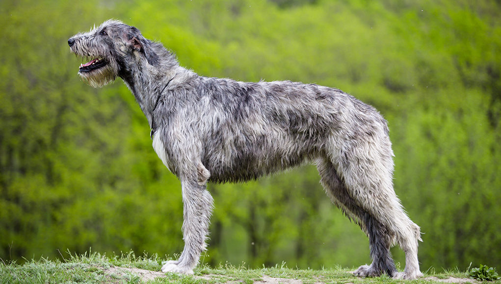 Irish Wolfhound Dog Breed Profile