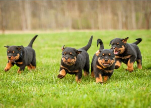 Rotvaler Rottweiler Dog Breed Profile Guide: Appearance, Diet, Care, and More ...