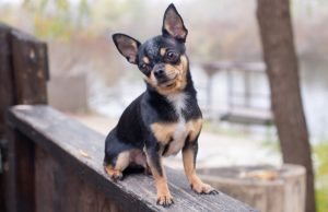 Chihuahua Dog Breed Profile Chihuahua black, brown and white outdoor
