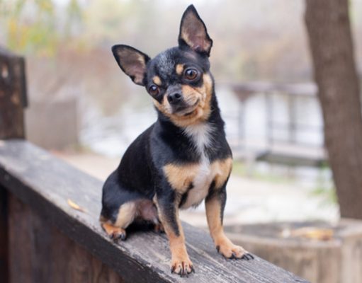 Chihuahua Dog Breed Profile Chihuahua black, brown and white outdoor