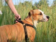Dog Mosquito Repellents : The 7 Best Natural Alternatives Dog Mosquito Repellent Featured Image