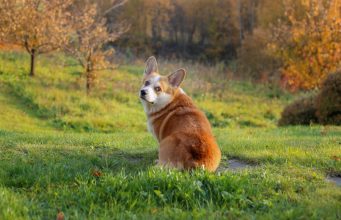Dog Scooting: Why is My Dog Dragging Its Butt and How to Stop It Why Do Dogs Scoot their Bottom - Most-Asked Questions from Dog Owners