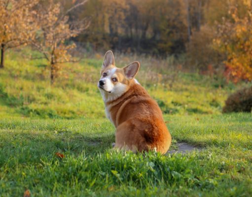 Dog Scooting: Why is My Dog Dragging Its Butt and How to Stop It Why Do Dogs Scoot their Bottom - Most-Asked Questions from Dog Owners