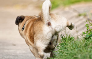 Dogs Marking Their Territory and How To Stop Them Dogs Marking Their Territory