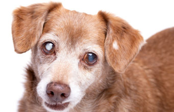 Natural Treatment For Cataracts In Dogs Featured Photo for Cataract in Dogs