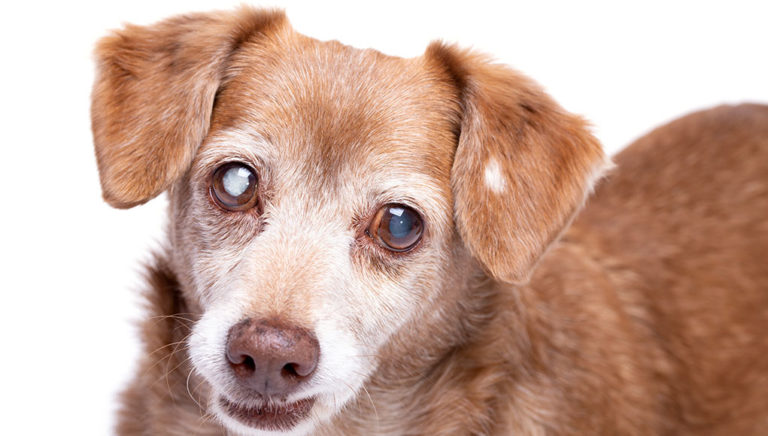 Natural Treatment For Cataracts In Dogs – Top Dog Tips