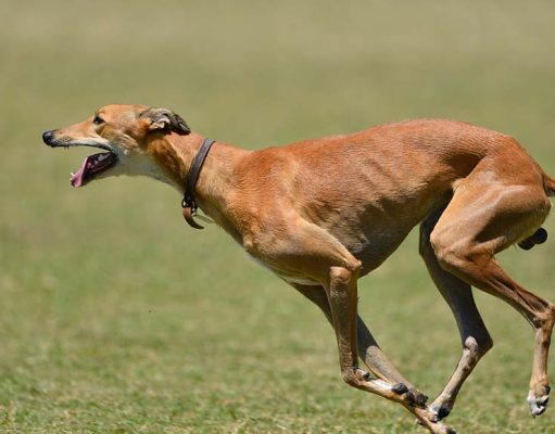 Greyhound Dog Breed Profile Brown Greyhound running greyhounds dog breed